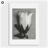 1-51_Karl-Blossfeldt_picture