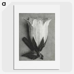 1-51_Karl-Blossfeldt_picture