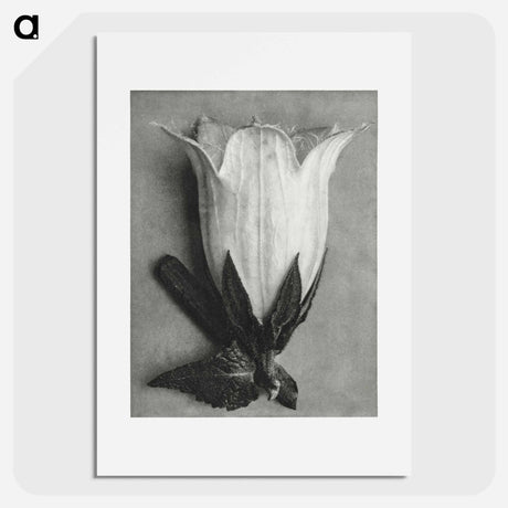 アートポスター-Campanula Alliariifolia - カール ブロスフェルト Poster.