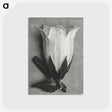 1-51_Karl-Blossfeldt_postcard