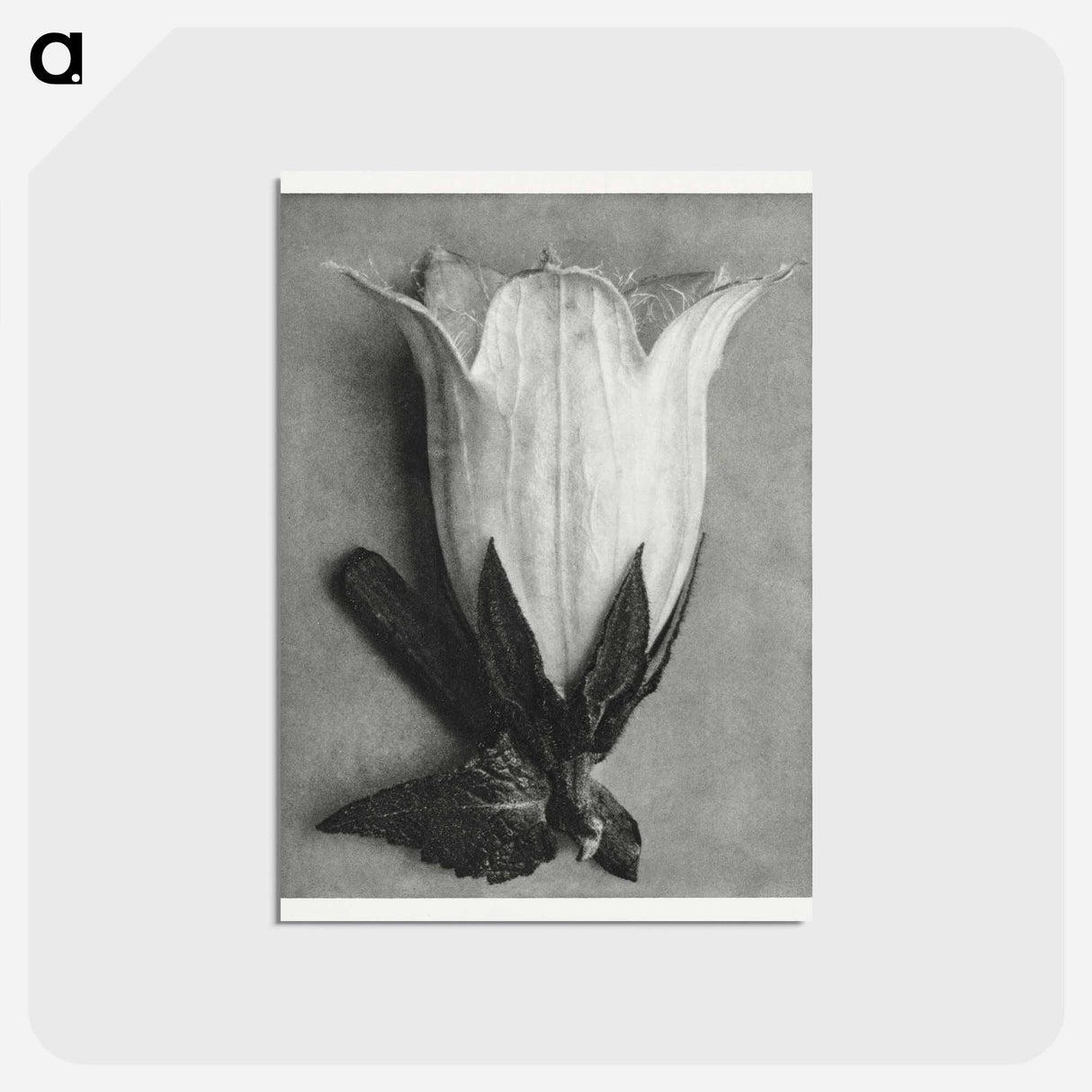 アートポストカード-Campanula Alliariifolia - カール ブロスフェルト Postcard.