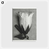 アートポストカード-Campanula Alliariifolia - カール ブロスフェルト Postcard.