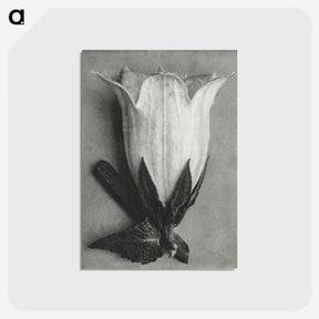 1-51_Karl-Blossfeldt_postcard