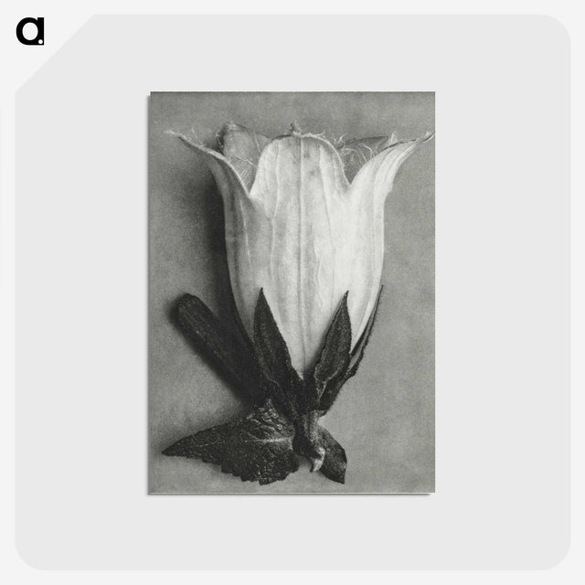 1-51_Karl-Blossfeldt_postcard