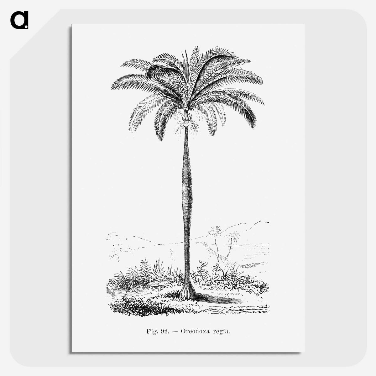 1-51_Les-Palmiers-Histoire-Iconographique_picture-crop