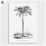 1-51_Les-Palmiers-Histoire-Iconographique_picture-crop