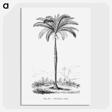 1-51_Les-Palmiers-Histoire-Iconographique_picture-crop