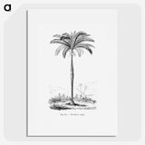 1-51_Les-Palmiers-Histoire-Iconographique_picture