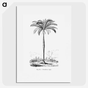 1-51_Les-Palmiers-Histoire-Iconographique_picture