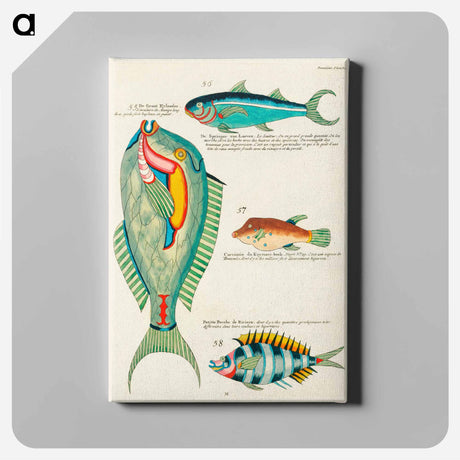 アートパネル-Moluccan Fishes
 - ルイ ルナール Canvas.