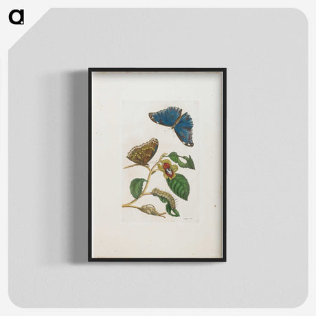 1-51_Maria-Sibylla-Merian_blk-crop