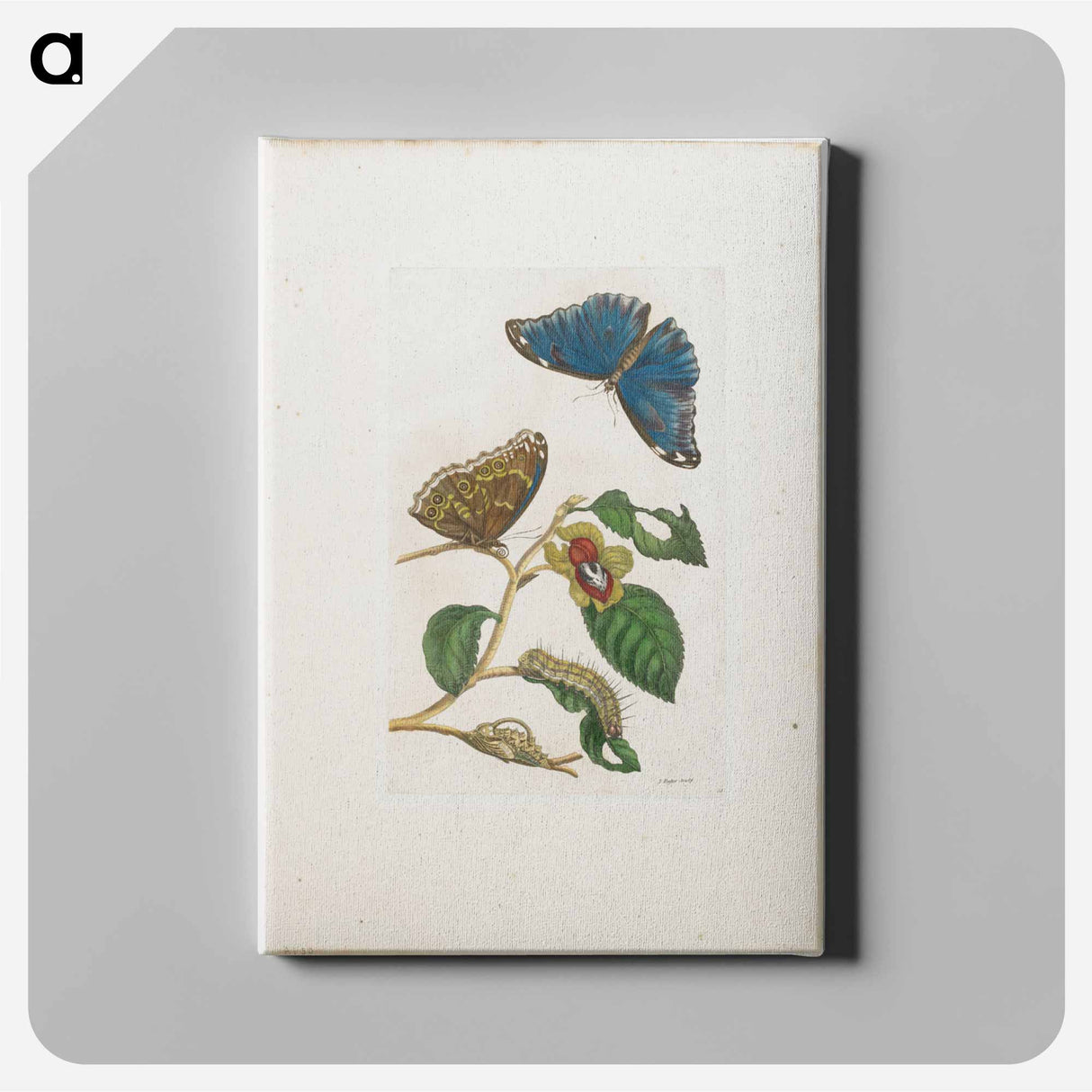 アートパネル-Plate 53
 - マリア ジビーラ メーリアン Canvas.