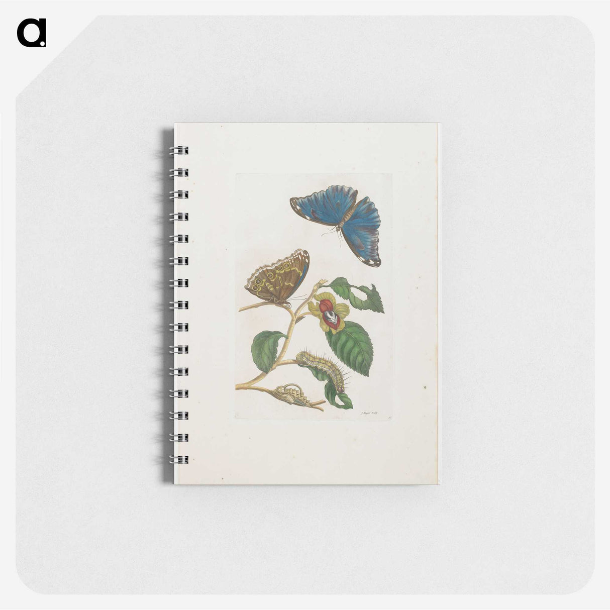 1-51_Maria-Sibylla-Merian_memo