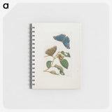 1-51_Maria-Sibylla-Merian_memo