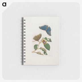 1-51_Maria-Sibylla-Merian_memo