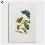 1-51_Maria-Sibylla-Merian_picture-crop