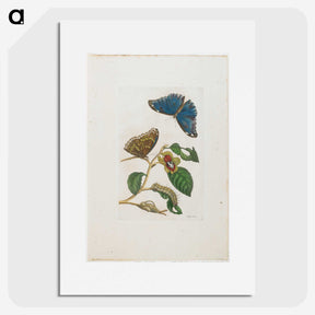 1-51_Maria-Sibylla-Merian_picture