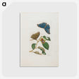 1-51_Maria-Sibylla-Merian_postcard