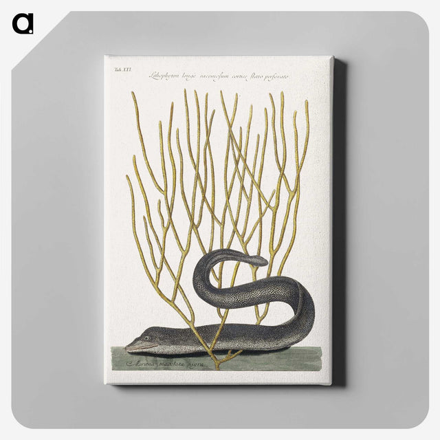 1-51_Mark-Catesby_canvas