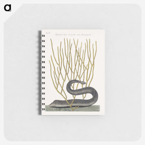 1-51_Mark-Catesby_memo