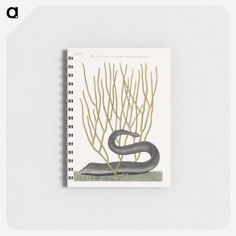 1-51_Mark-Catesby_memo