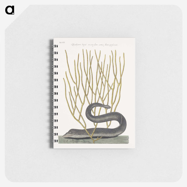 1-51_Mark-Catesby_memo