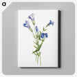 1-51_Mary-Vaux-Walcott_canvas