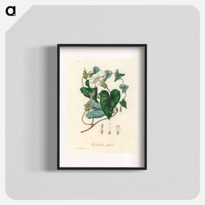 アートポスター-Bindweed
 - 薬用植物学 Poster.