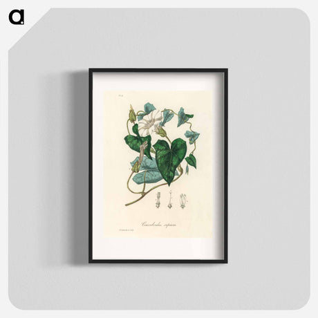 アートポスター-Bindweed
 - 薬用植物学 Poster.