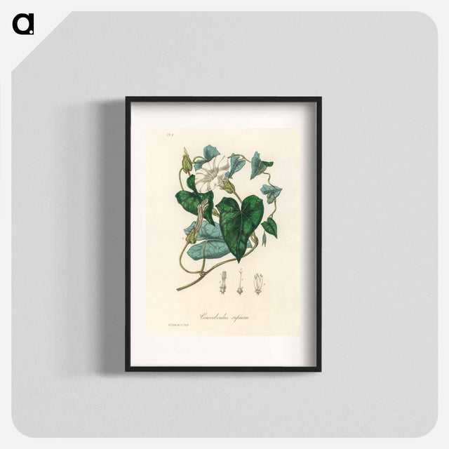 アートポスター-Bindweed
 - 薬用植物学 Poster.