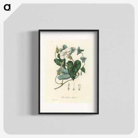 1-51_Medical-Botany_blk