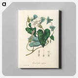 アートパネル-Bindweed
 - 薬用植物学 Canvas.