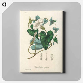 アートパネル-Bindweed
 - 薬用植物学 Canvas.