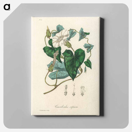 アートパネル-Bindweed
 - 薬用植物学 Canvas.