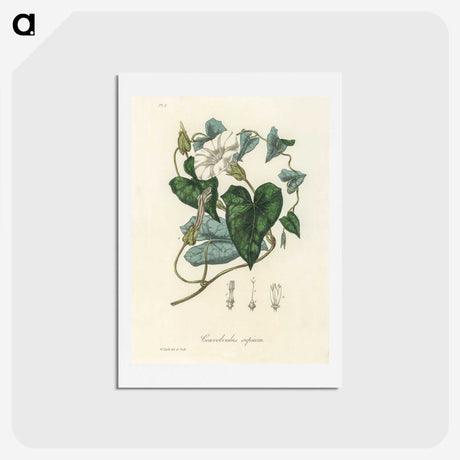 1-51_Medical-Botany_hagaki