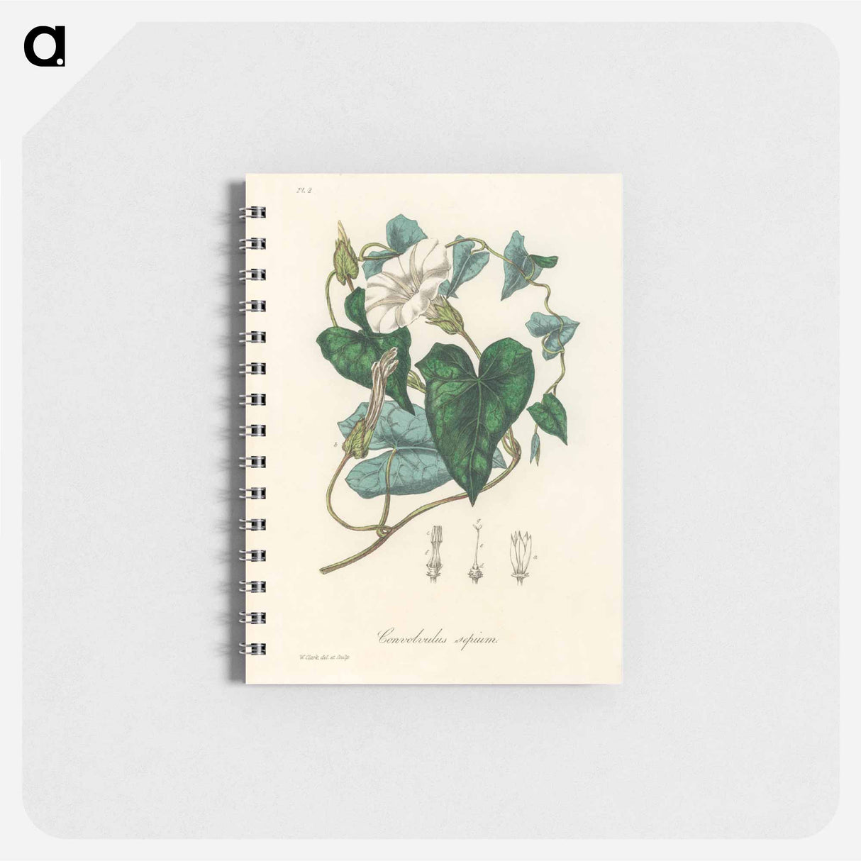 アートメモ帳-Bindweed
 - 薬用植物学 Memo.