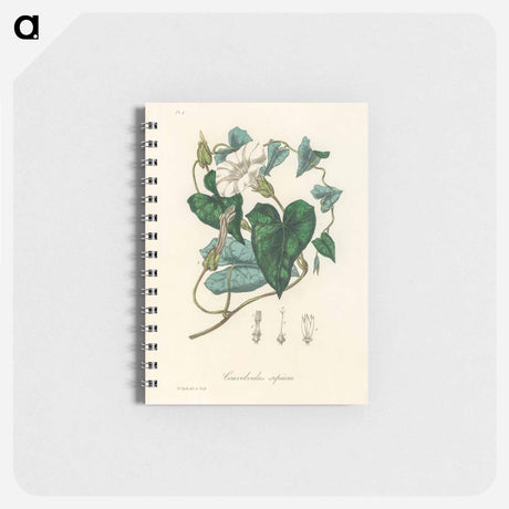 アートメモ帳-Bindweed
 - 薬用植物学 Memo.