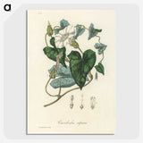 1-51_Medical-Botany_picture-crop