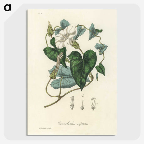 1-51_Medical-Botany_picture-crop