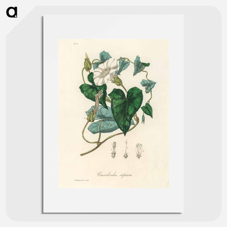 アートポスター-Bindweed
 - 薬用植物学 Poster.