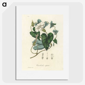 1-51_Medical-Botany_picture