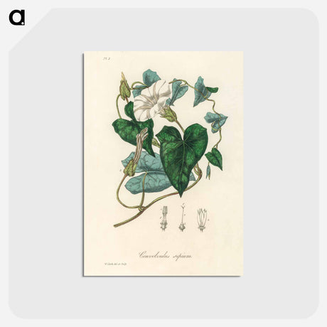 アートポストカード-Bindweed
 - 薬用植物学 Postcard.