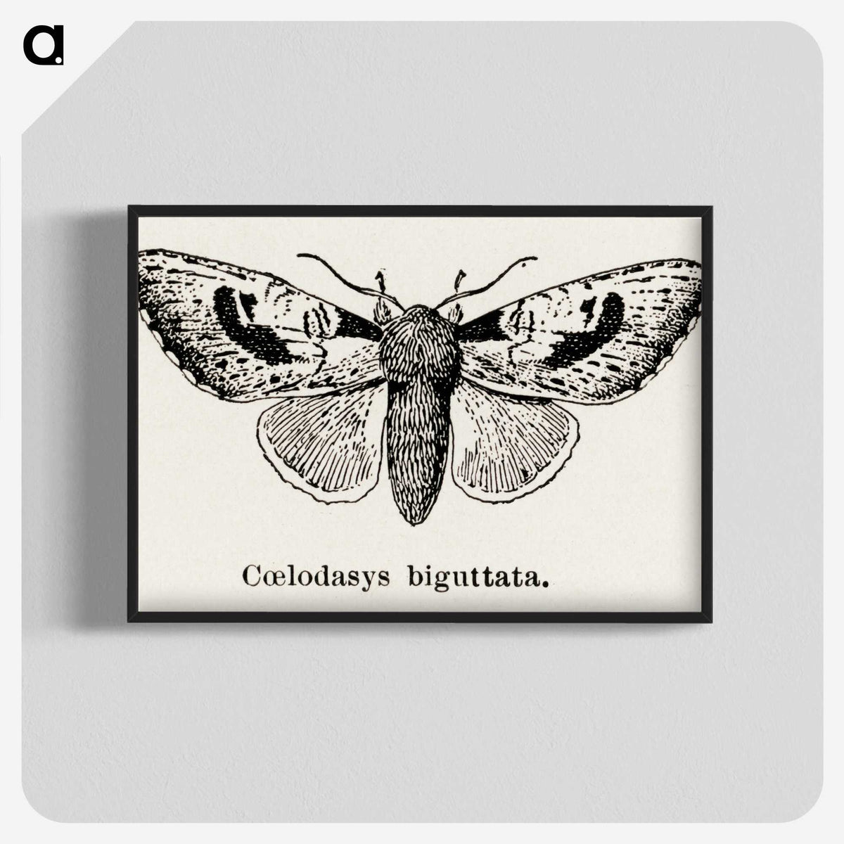 1-51_Moths-and-Butterflies-of-the-United-States_blk-crop