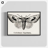 1-51_Moths-and-Butterflies-of-the-United-States_blk-crop