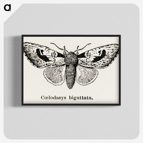 1-51_Moths-and-Butterflies-of-the-United-States_blk-crop