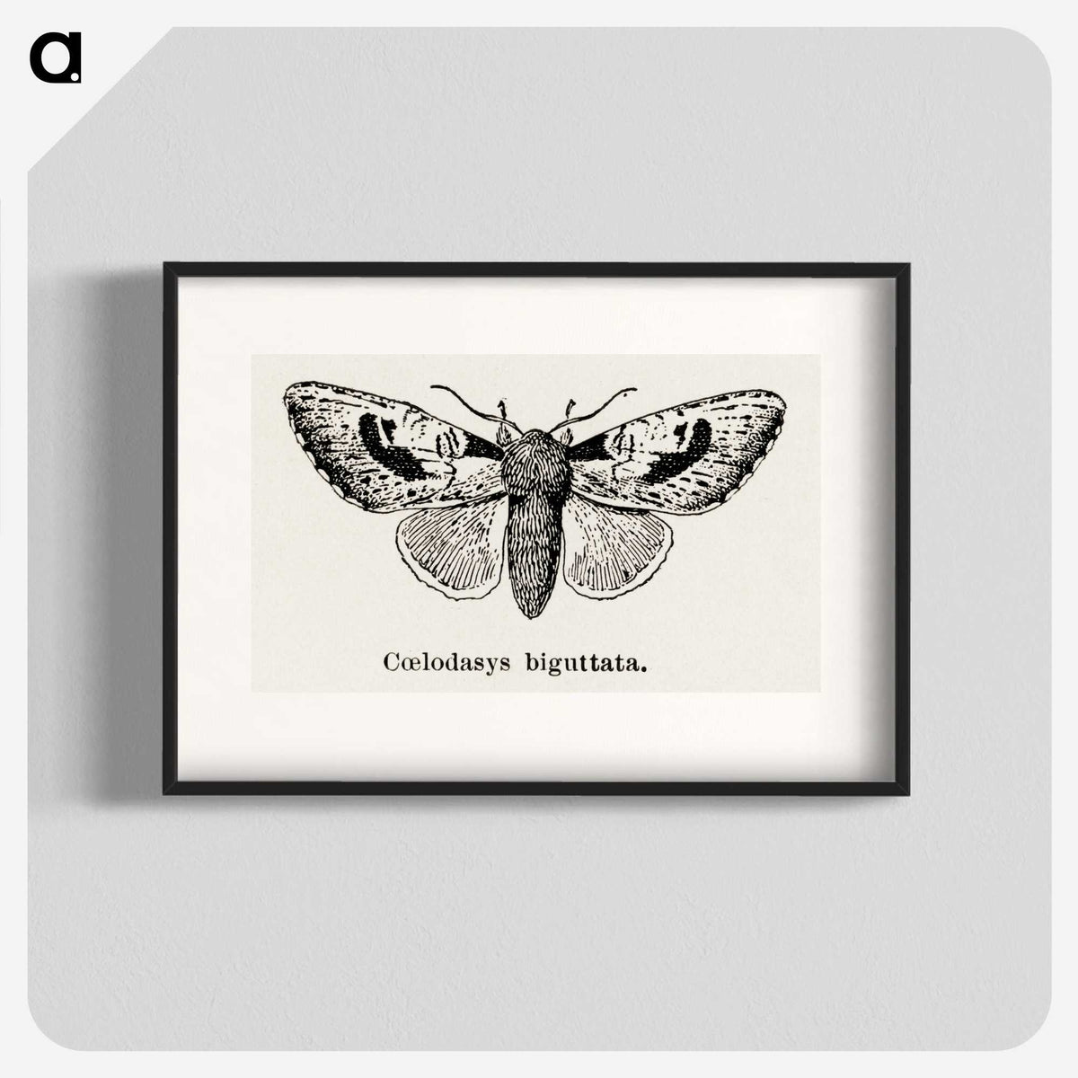 1-51_Moths-and-Butterflies-of-the-United-States_blk