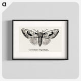 1-51_Moths-and-Butterflies-of-the-United-States_blk