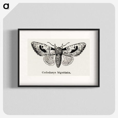 1-51_Moths-and-Butterflies-of-the-United-States_blk