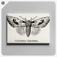 1-51_Moths-and-Butterflies-of-the-United-States_canvas