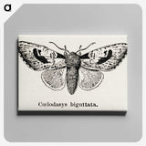 1-51_Moths-and-Butterflies-of-the-United-States_canvas